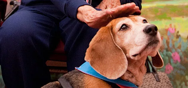  A senior member strokes the head of therapy dog 